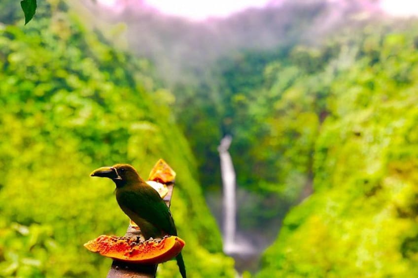 Un oiseau perché sur un fruit, avec une vallée verdoyante et une cascade en arrière-plan. 3