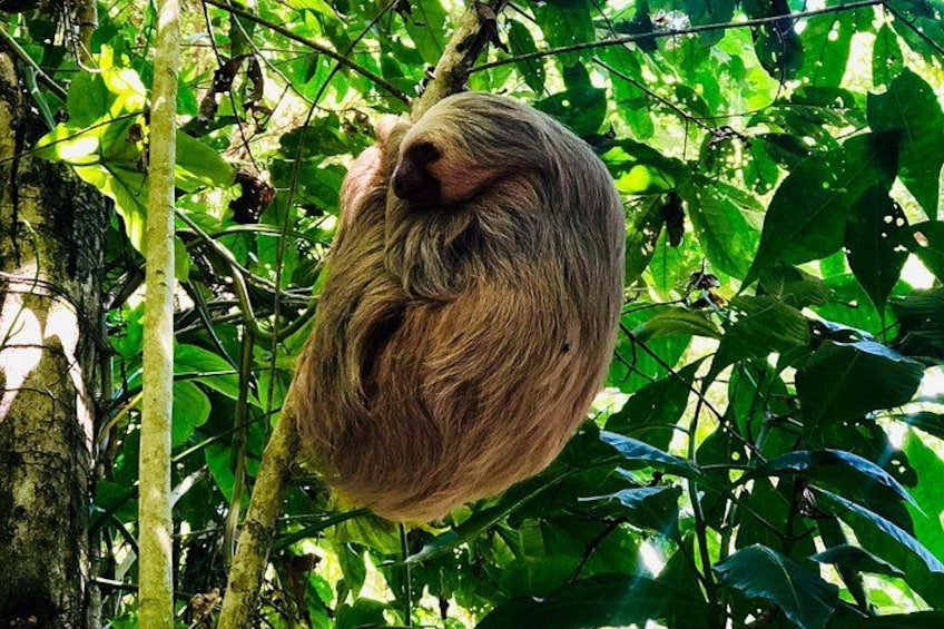 Un paresseux suspendu à une branche d’arbre dans une forêt dense. 4