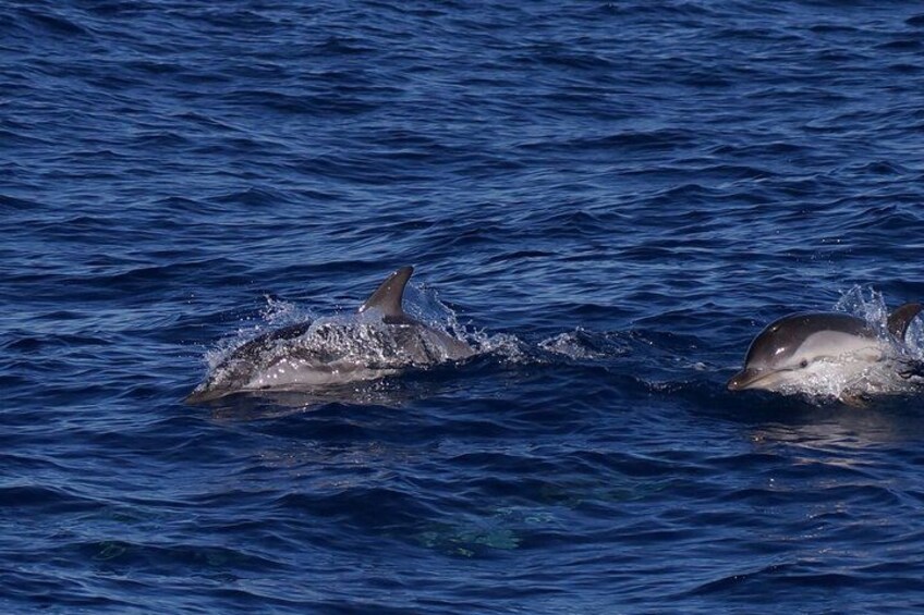 Two dolphins swimming in the ocean. 3