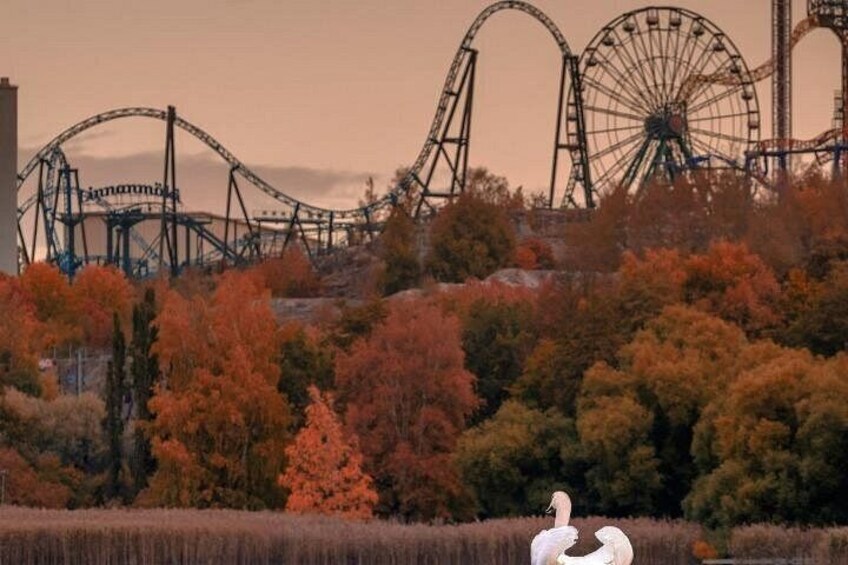 A roller coaster, autumn trees, and a white bird in a field. 5
