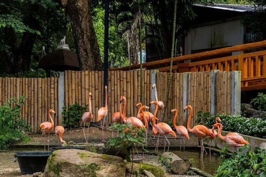 Chiang Mai Night Safari Park Ticket 3
