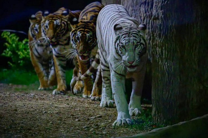 Chiang Mai Night Safari Park Ticket 5