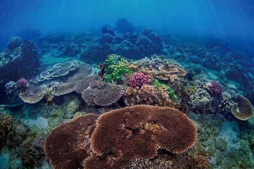 A vibrant coral reef with diverse coral formations and marine life. 4