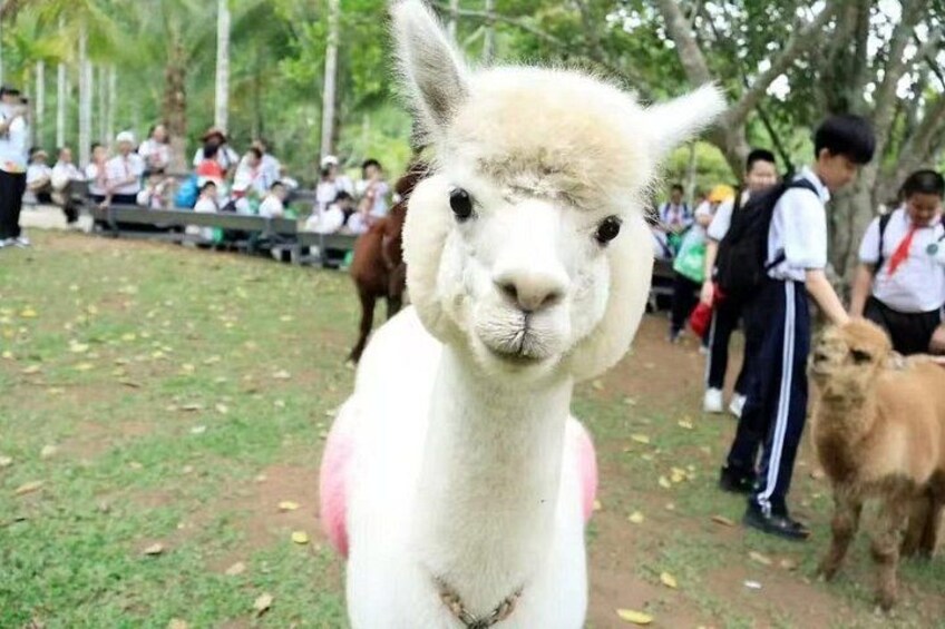 A llama with a pink belly, surrounded by people in a park. 3