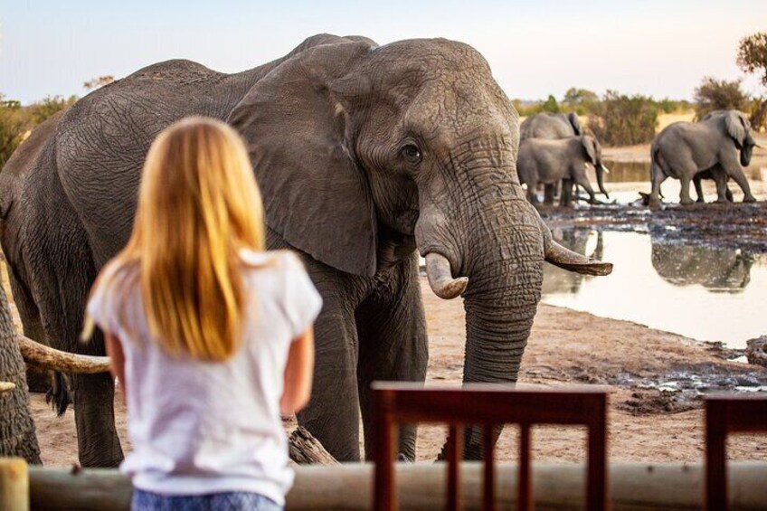 A person observing elephants near a water body. 5