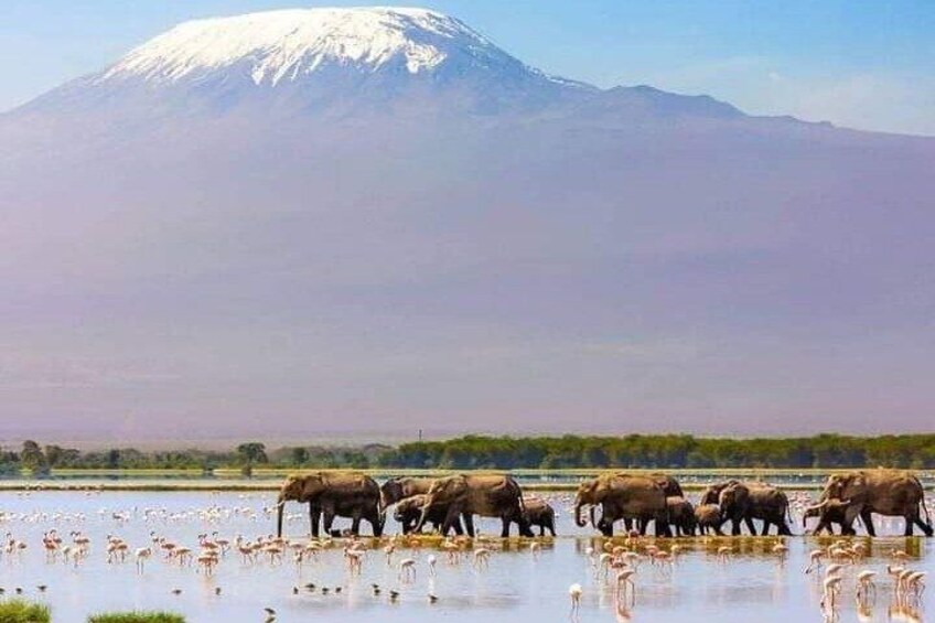 A group of elephants by a water body with a mountain in the background. 1