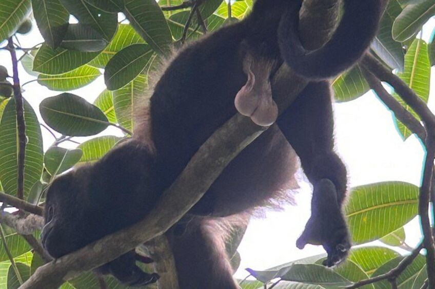 Manuel Antonio National Park Guided Tour ENTRY FEE INCLUDED 5