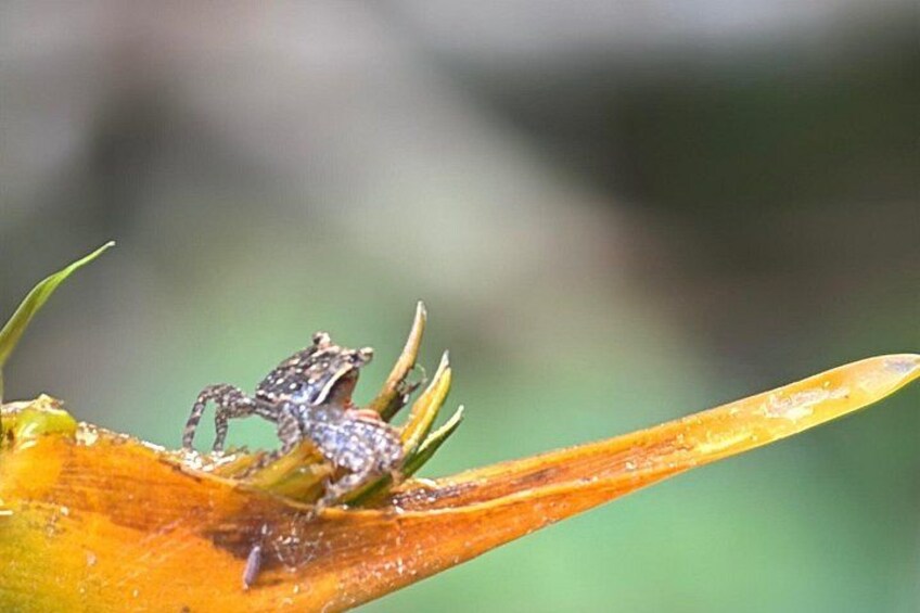 Manuel Antonio National Park Guided Tour ENTRY FEE INCLUDED 4