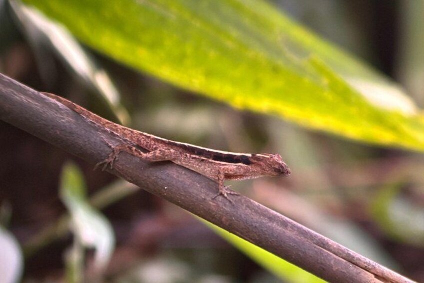 Manuel Antonio National Park Guided Tour ENTRY FEE INCLUDED 3