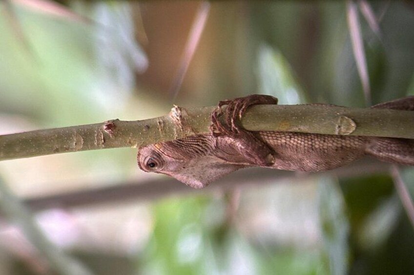 Manuel Antonio National Park Guided Tour ENTRY FEE INCLUDED 2