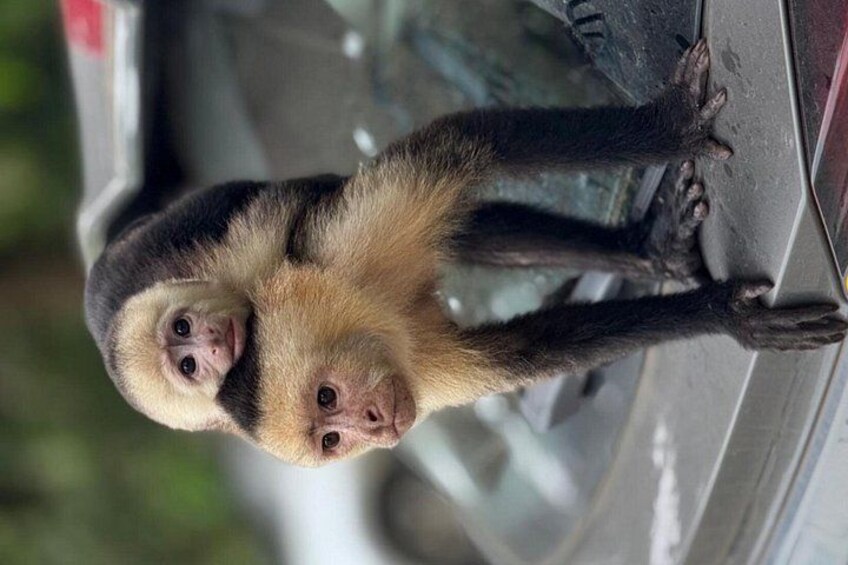 Manuel Antonio National Park Guided Tour ENTRY FEE INCLUDED 2