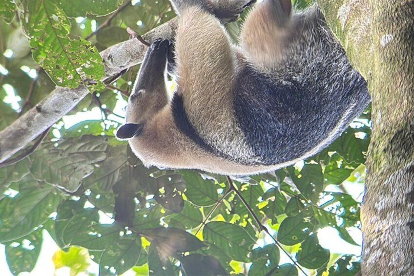 Manuel Antonio National Park Guided Tour ENTRY FEE INCLUDED 5