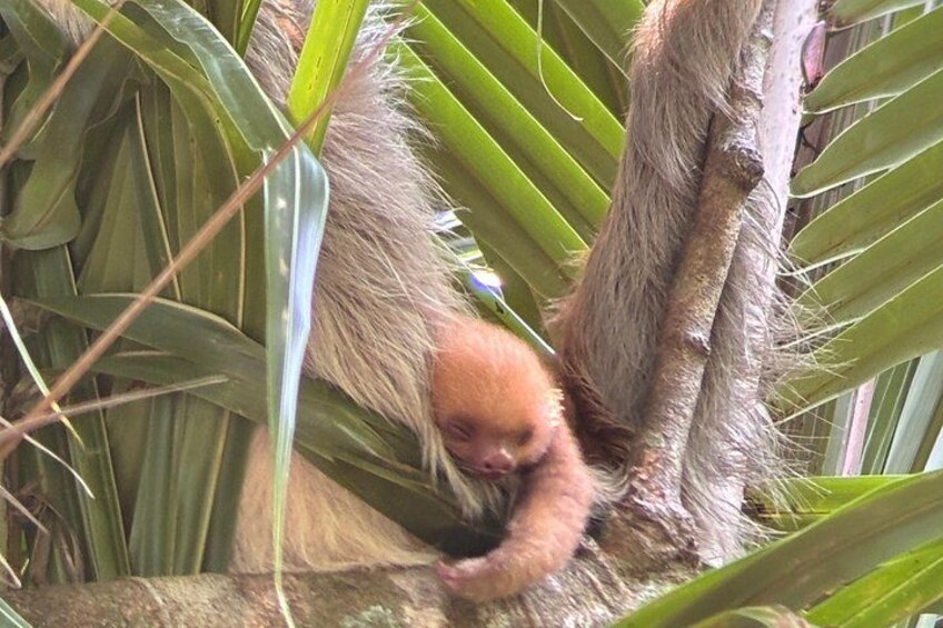 Manuel Antonio National Park Guided Tour ENTRY FEE INCLUDED 3