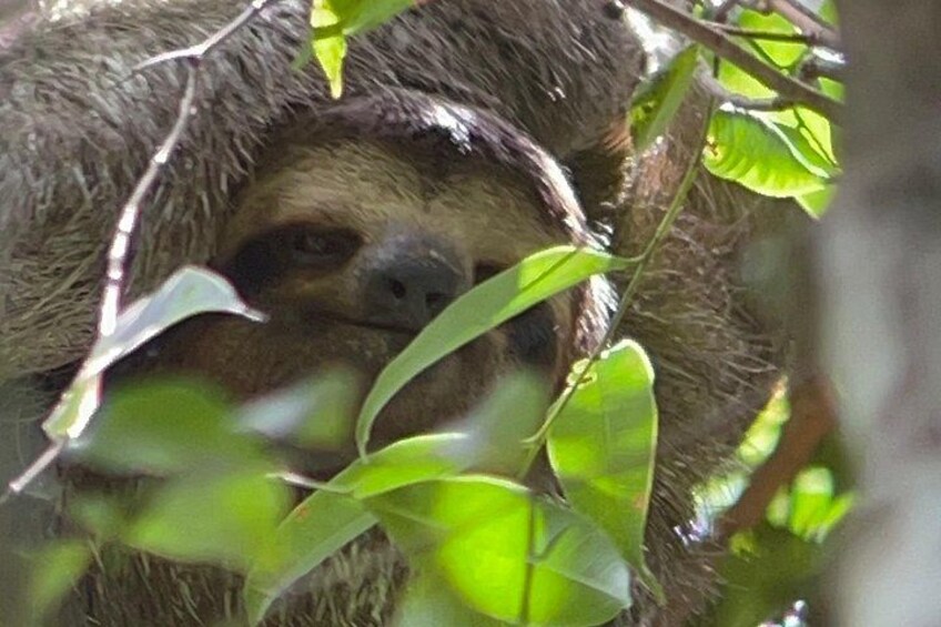 Manuel Antonio National Park Guided Tour ENTRY FEE INCLUDED 4