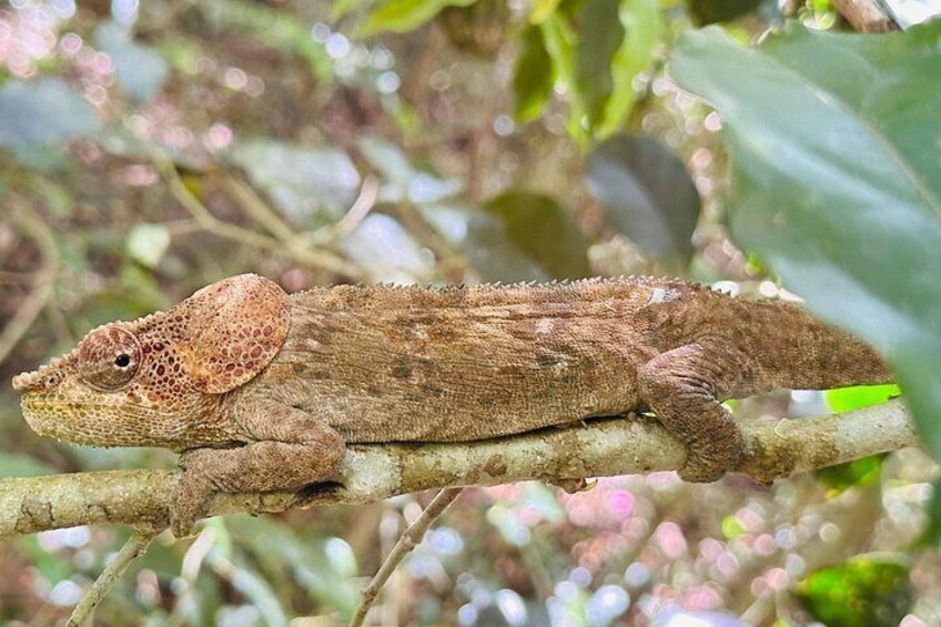 A lizard on a branch in a forested area. 4