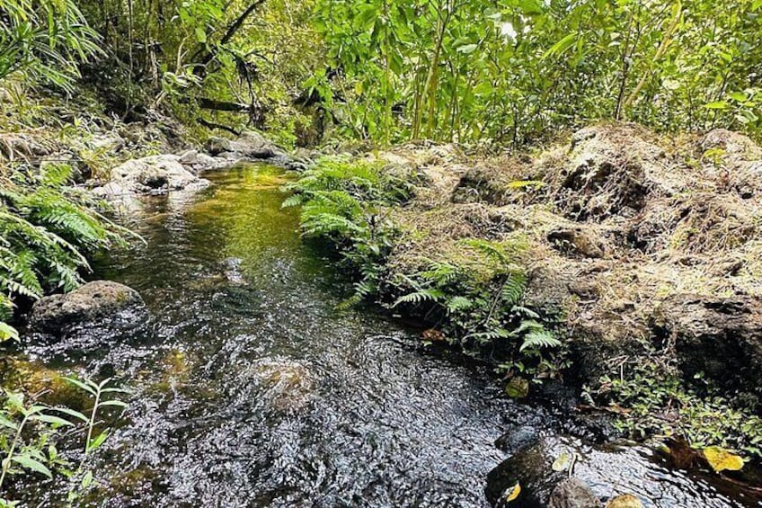 A small stream with clear water, surrounded by green foliage and rocks. 2