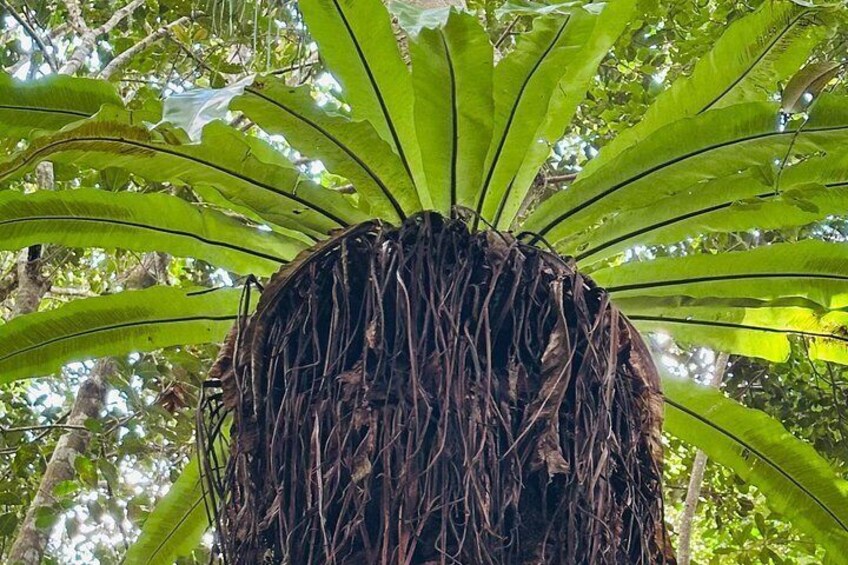 A palm tree with a dense cluster of roots and green fronds. 3