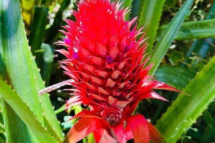 A red flower with spiky petals and green leaves. 5