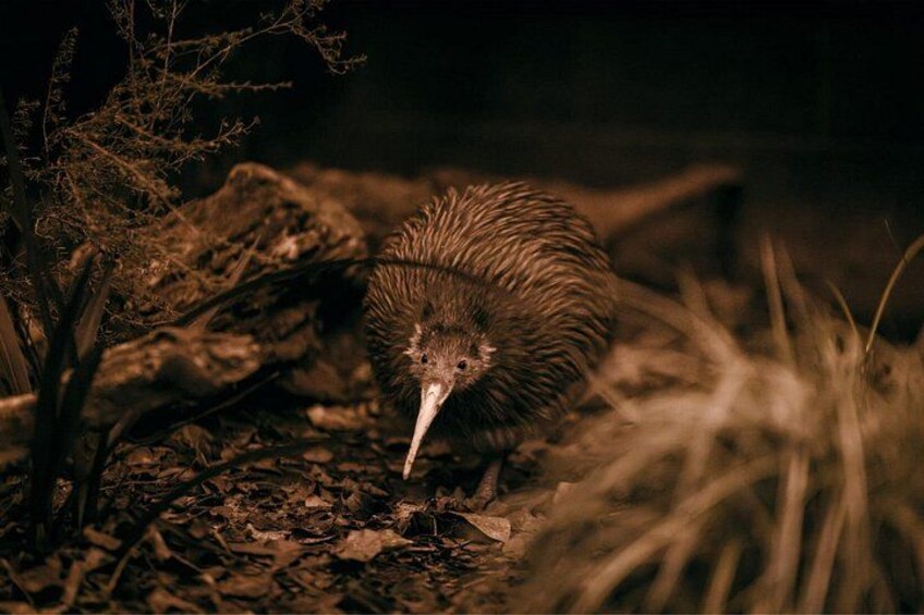 Un kiwi dans son environnement naturel, entouré de feuillage et de branches. 4