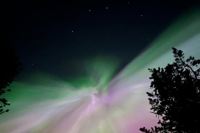 Het Noorderlicht (Aurora Borealis) met een groen en paars kleurenpalet, silhouetten van bomen en een sterrenhemel. 3