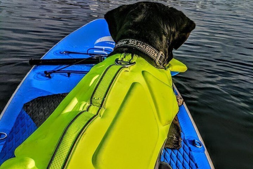 Pups on SUPs - Pet Friendly Paddle Board rentals 2