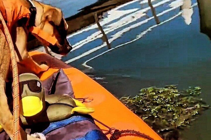 Pups on SUPs - Pet Friendly Paddle Board rentals 4