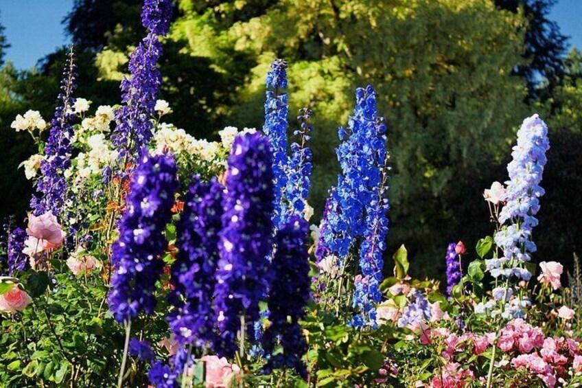 Victoria and Butchart Gardens, an Elevated Experience 4