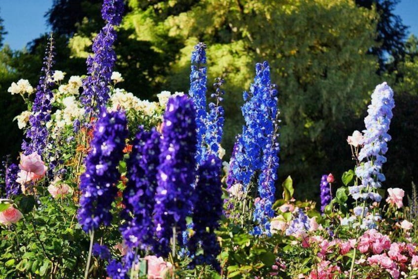 A garden with purple and pink flowers, green foliage, and trees in the background. 4