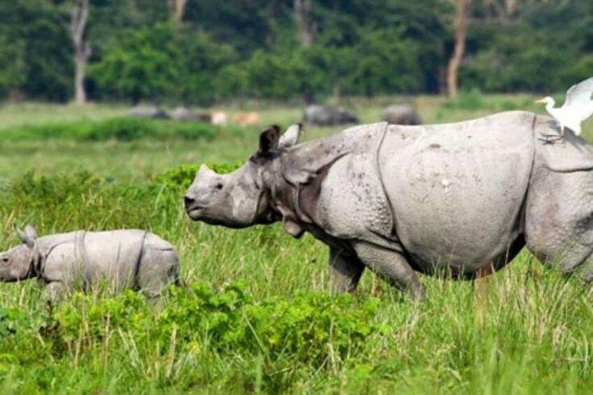 A rhinoceros with a calf in a grassy field. 4