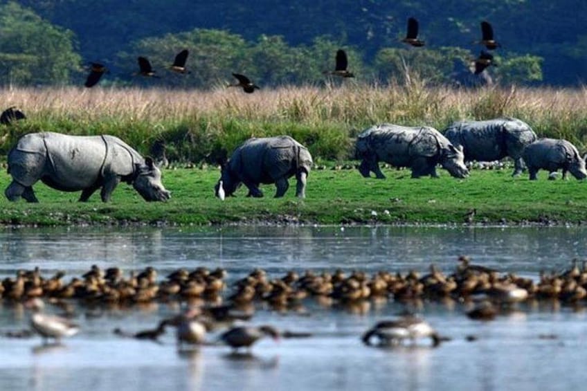 A group of rhinos grazing by a river, with birds flying overhead and a flock of ducks in the water. 2