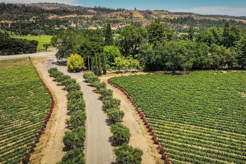 Scenic Napa Valley E-Bike Tour (no wineries) 2