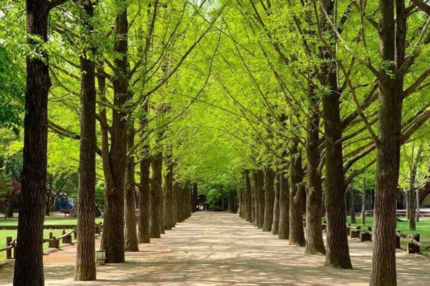 A tree-lined pathway with benches and a clear sky. 4