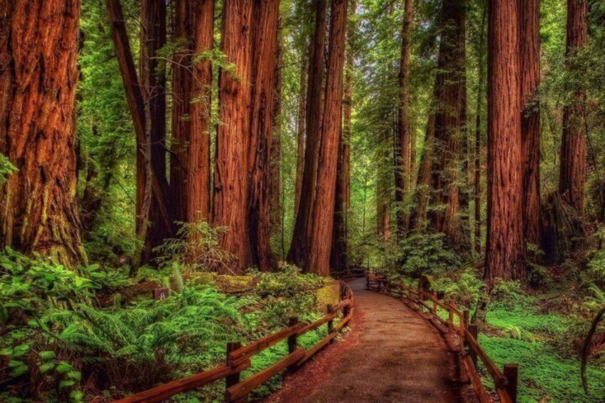 A forest path with tall trees and a wooden bridge. 1