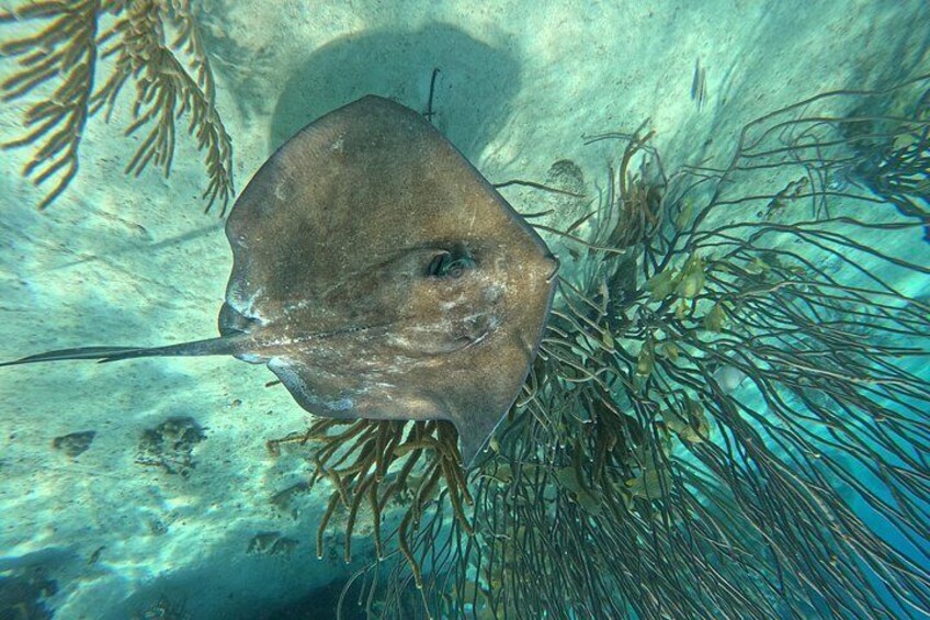 Lots of Stingrays at Stingray City 3