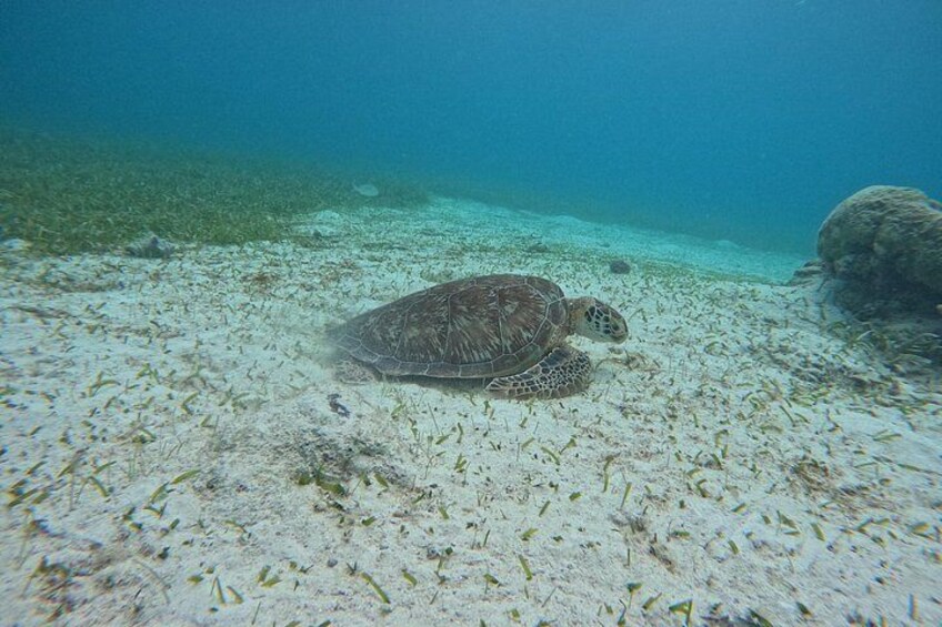 Turtles at Mexico Rocks 2