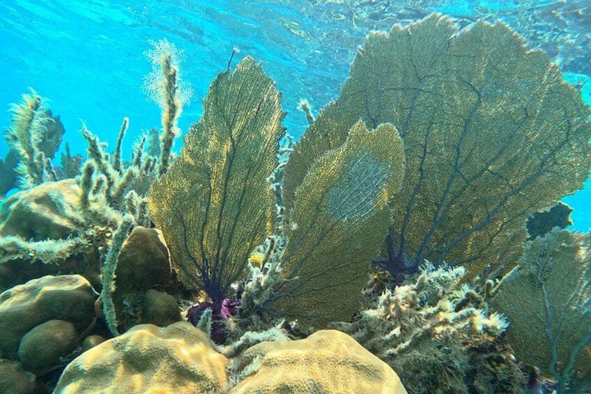 Beautiful Soft and Hard Corals 2