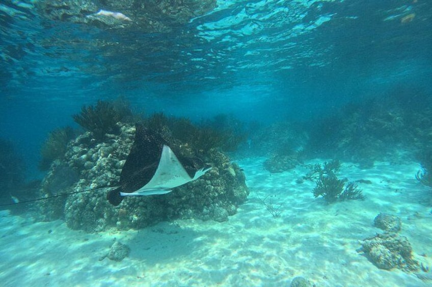 Spotted Eagle Rays 4