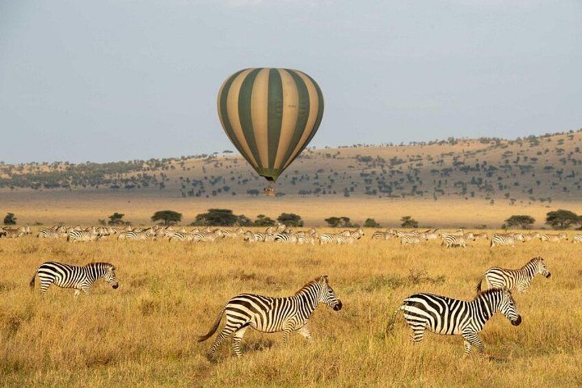 Zebras auf einer Wiese, im Hintergrund eine Heißluftballon. 4