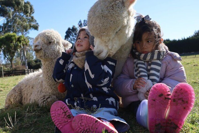 Una persona sentada sobre la hierba con una llama. 4