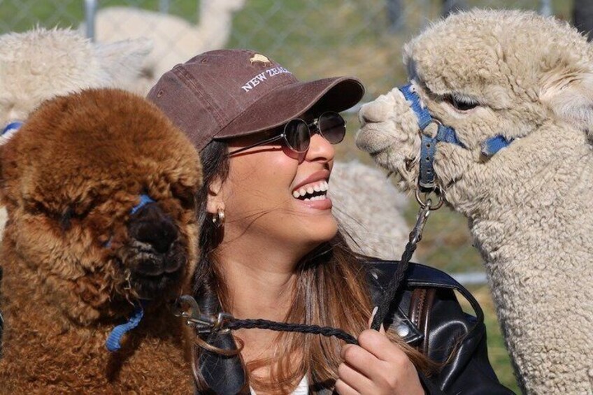 A person wearing a cap and leather jacket interacting with alpacas. 1