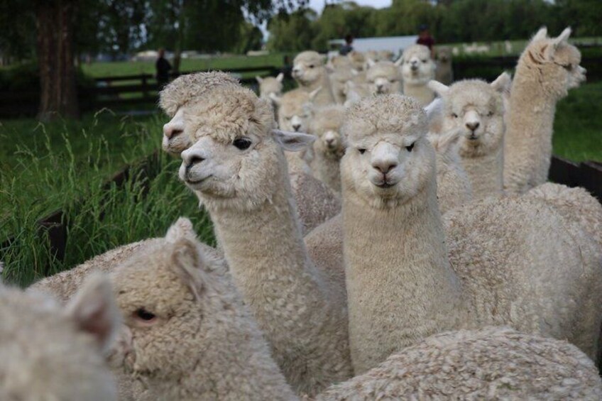Un grupo de alpacas en un cercado de pasto. 3