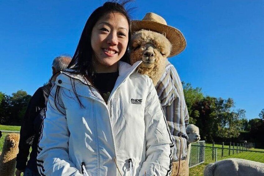 Christchurch Alpaca Farm Tour From Kaiapoi 5