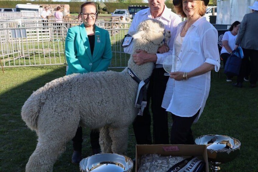 Christchurch Alpaca Farm Tour From Kaiapoi 2