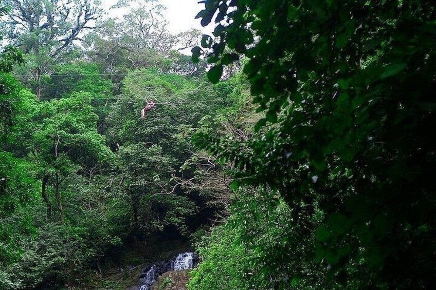 A dense forest with a waterfall and a person climbing a tree. 3