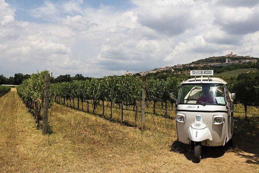 A vehicle parked in a vineyard with rows of grapevines. 5