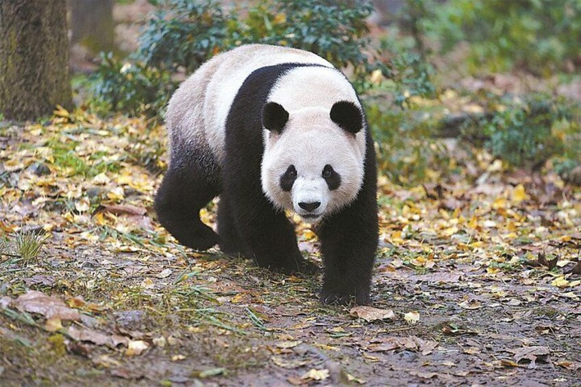 Strolling through the panda forest 4