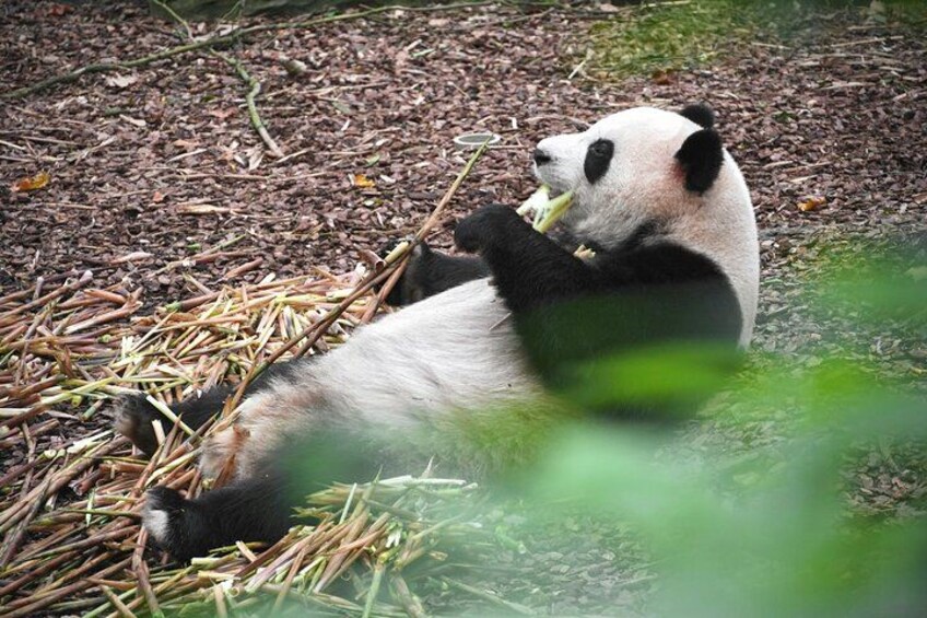 Relaxing and munching away in their bamboo paradise 4