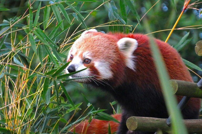 A rare red panda, also found in the base 5