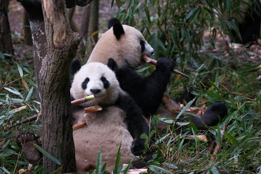 Feeding Time for Two – Watch pandas enjoy their bamboo breakfast! 5