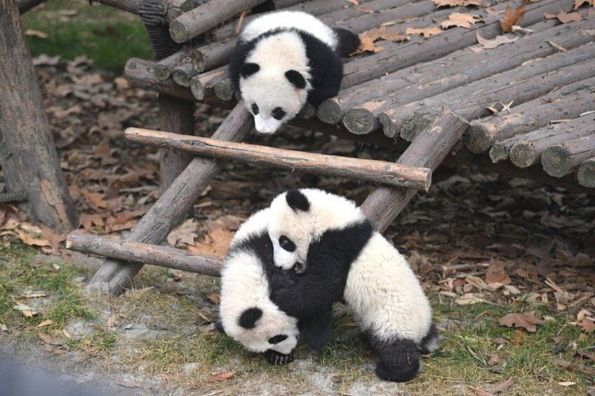 Two pandas climbing a wooden structure. 1